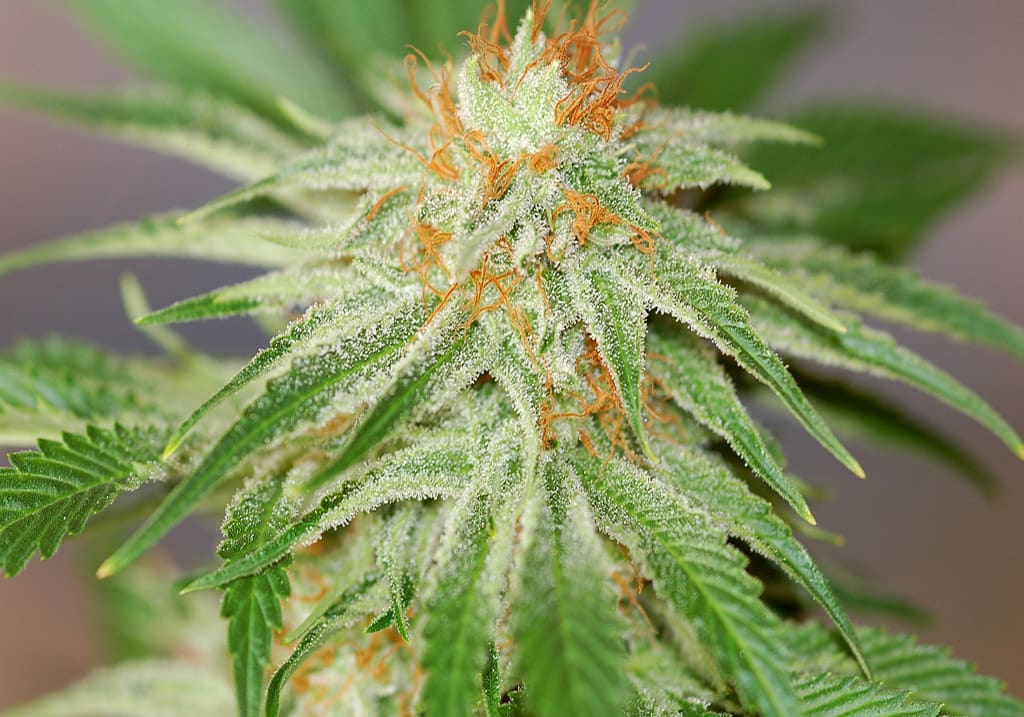Red Dragon