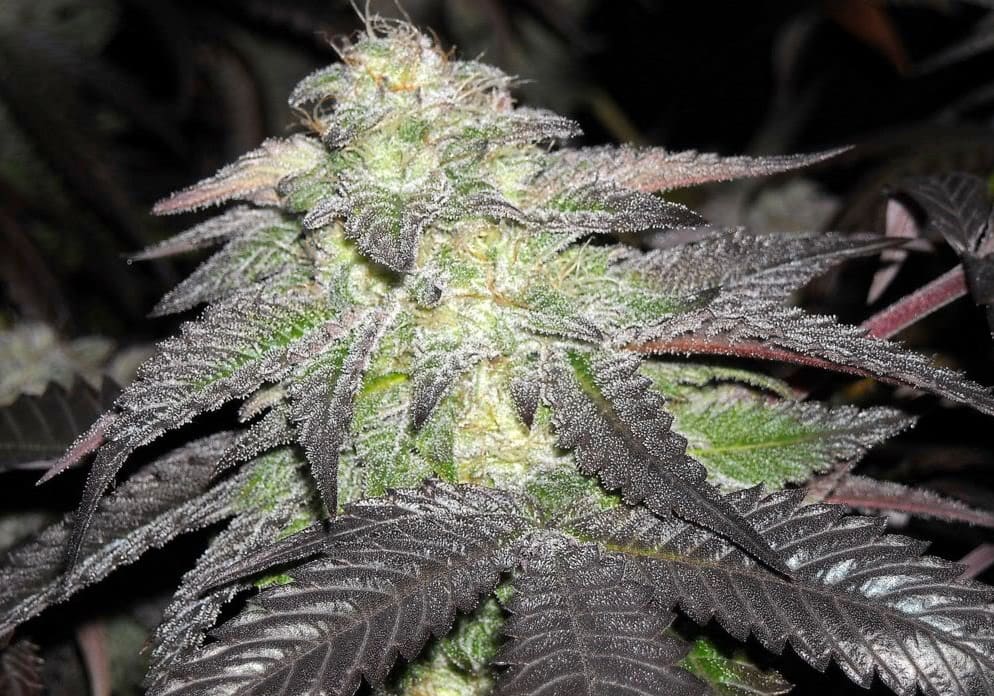 Blackberry Kush