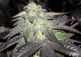 Blackberry Kush