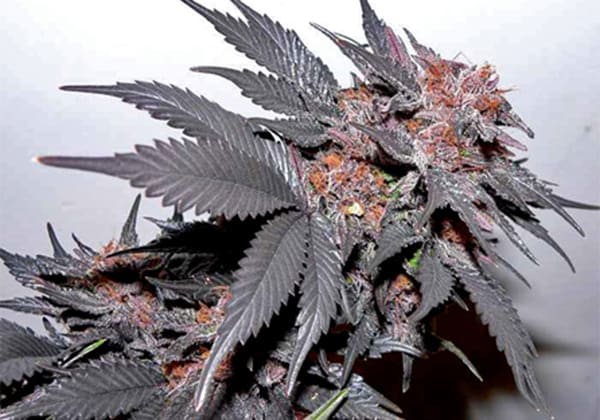 Purps