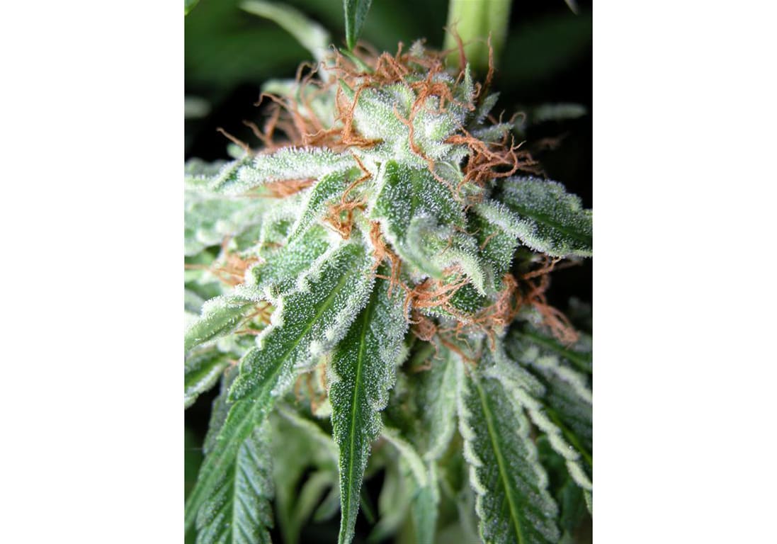 Orange Kush