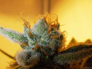 Hash Plant