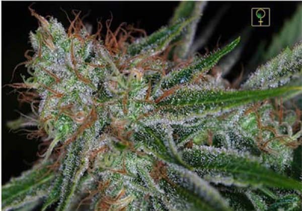 Bubble Gum - TH Seeds