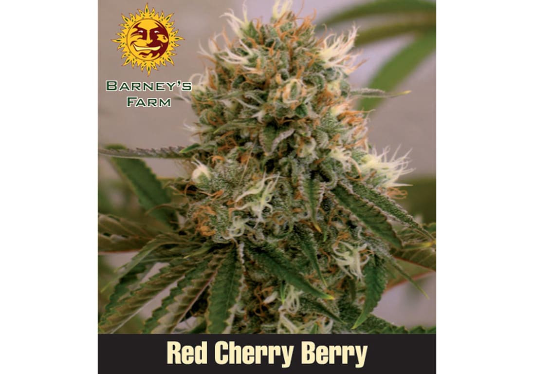 Red Cherry Berry