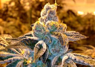 Candyland