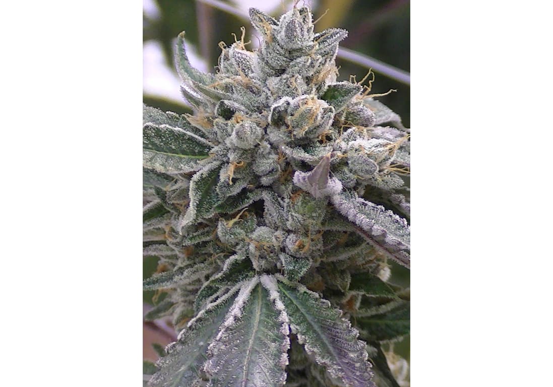 West Coast Sour Diesel