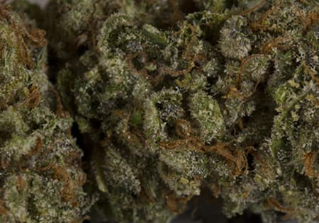 Ken’s Kush