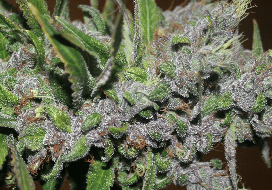 Blueberry