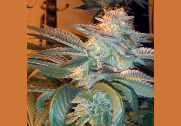 Deadhead OG