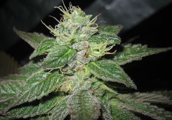 God Bud (BC)