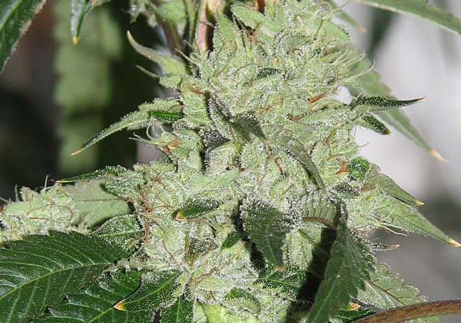 Kosher Kush