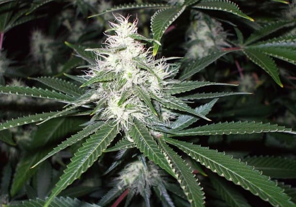 Sour Diesel