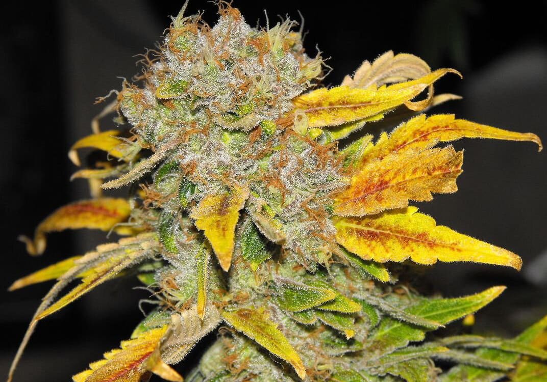 Violator Kush