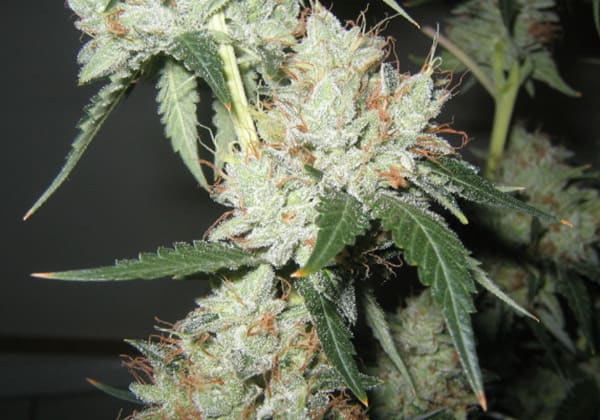 Abusive OG