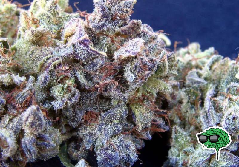 Blueberry Kush