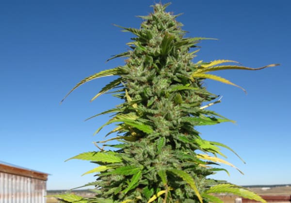 CBD Critical Cure