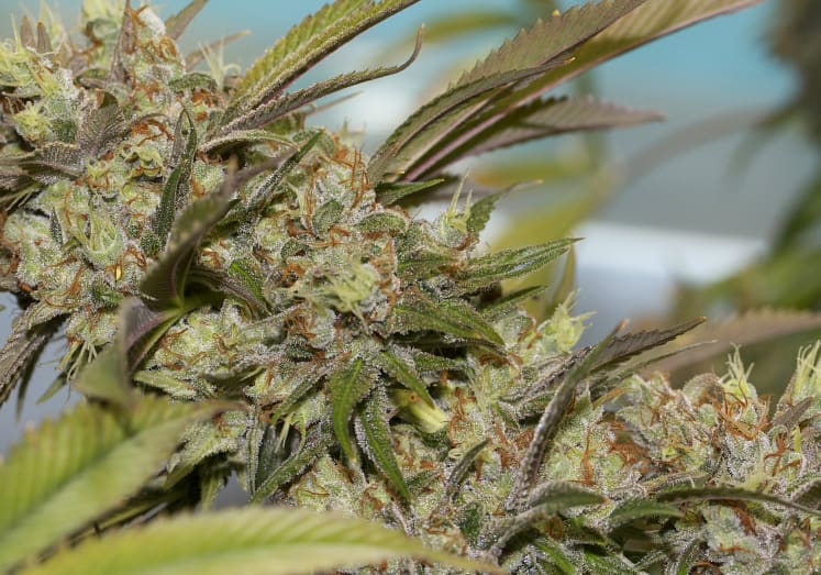 Death Star