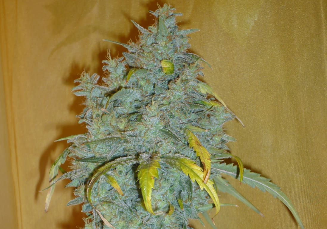 Ice