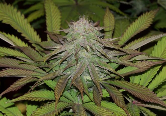 God Bud (BC)