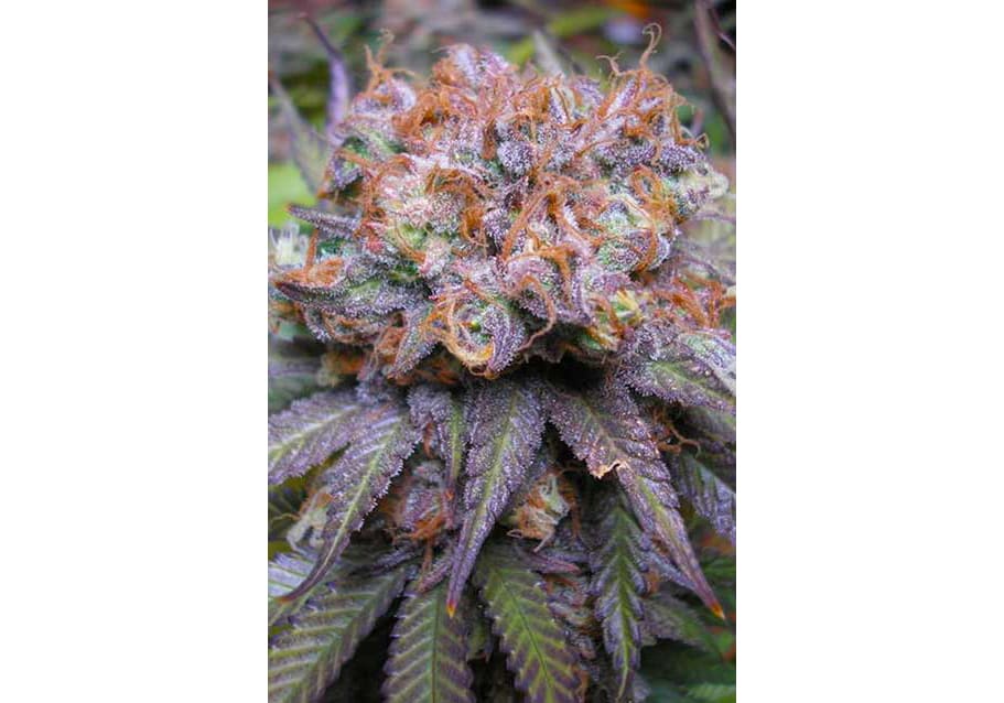 Querkle
