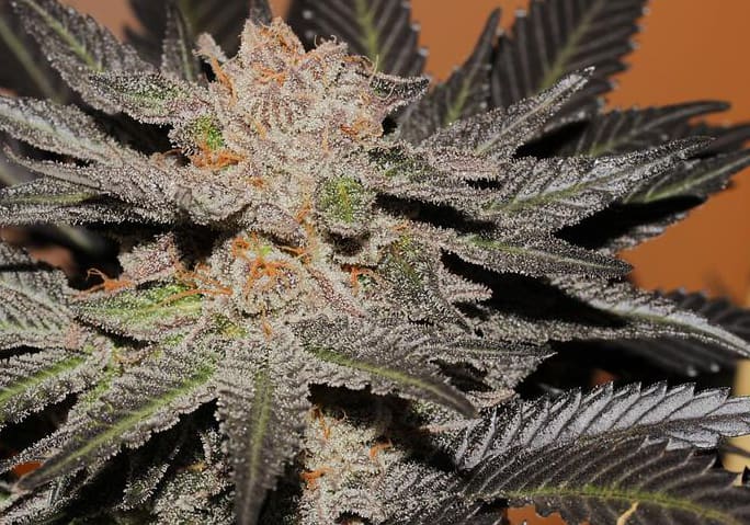 Cherry Pie