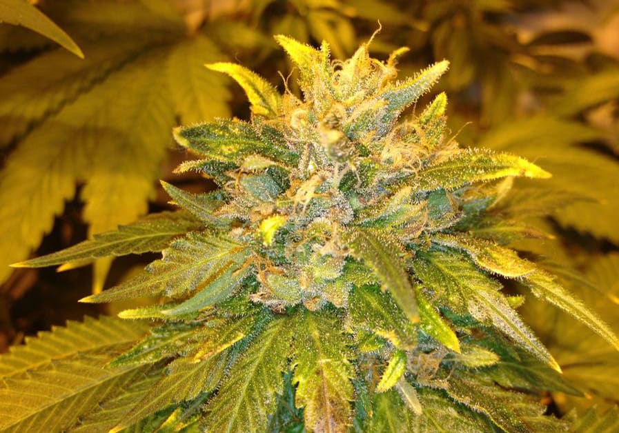 Tiger's Milk
