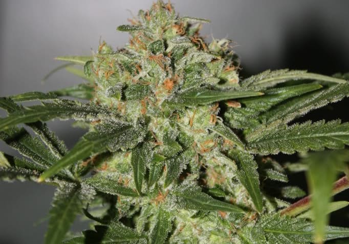 Sharksbreath