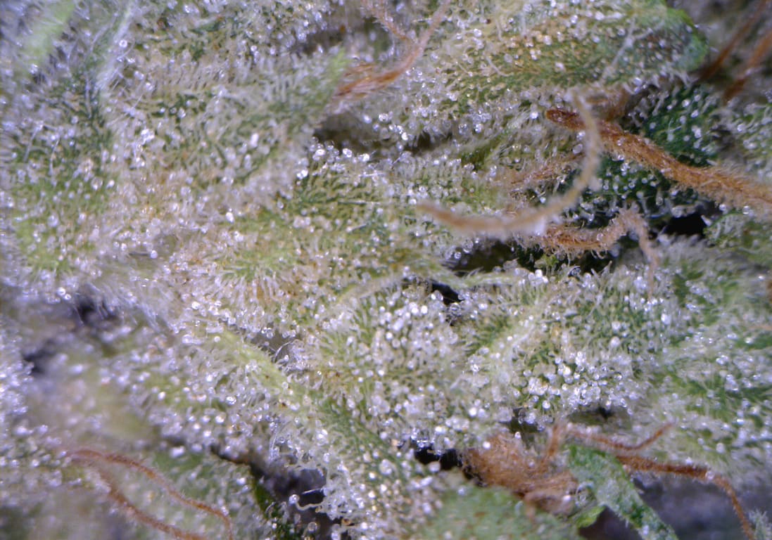 West Coast Sour Diesel