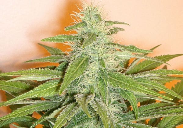 Hashberry