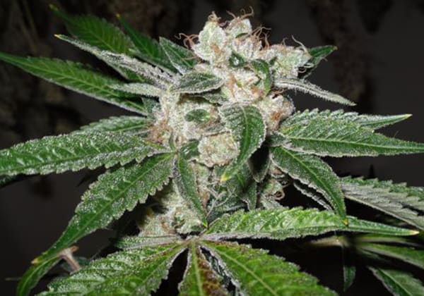 Headband