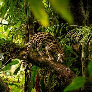 Jungle Jane