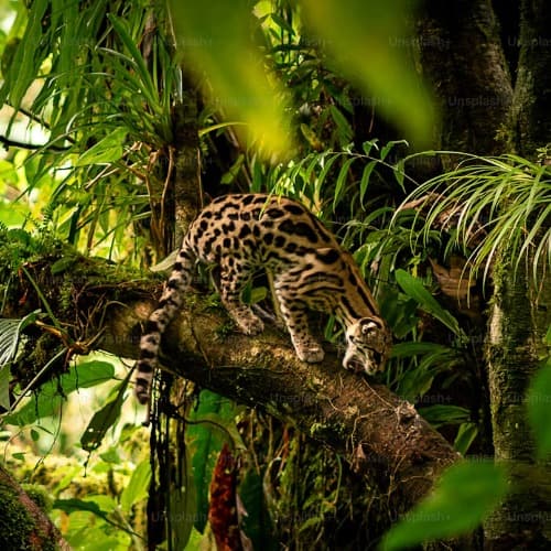 Jungle Jane
