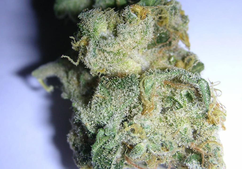 Jack Herer