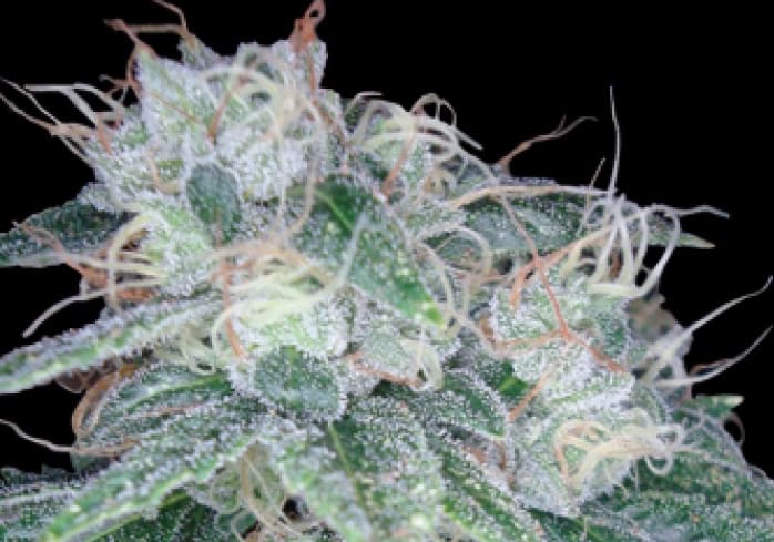 Sour Diesel