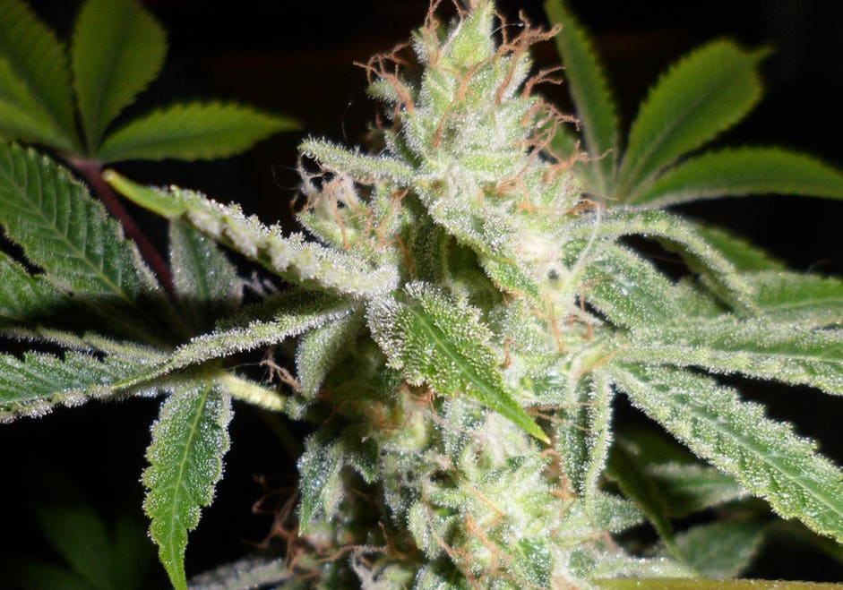 Tangie