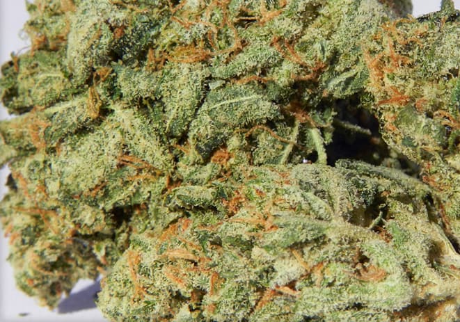 G-13