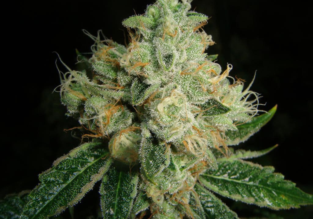 Tahoe OG Kush