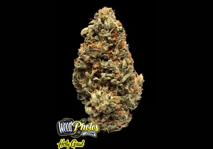 Holy Grail OG Kush