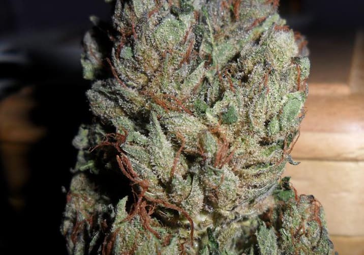 Kandy Kush