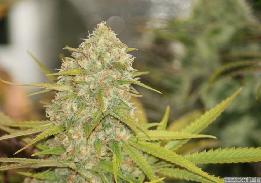 Lemon Skunk