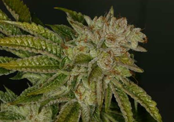 MK Ultra