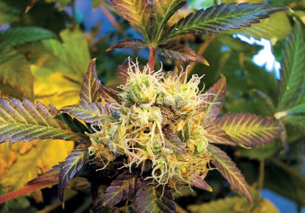 Hindu Kush