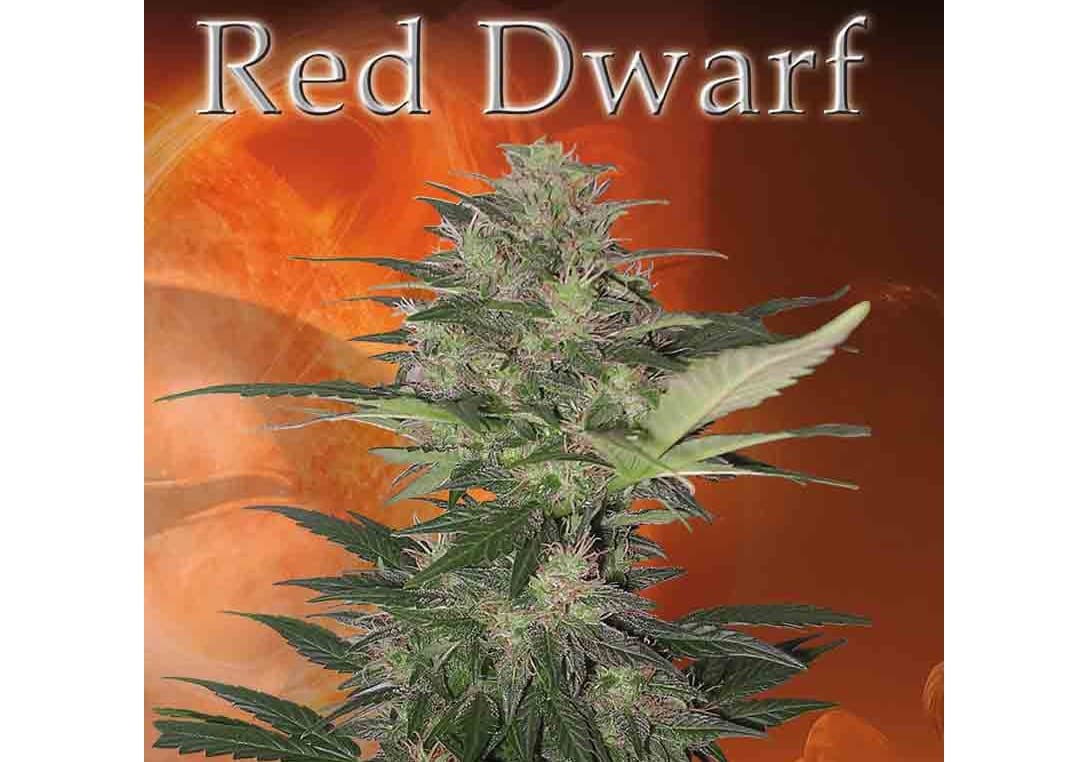 Red Dwarf