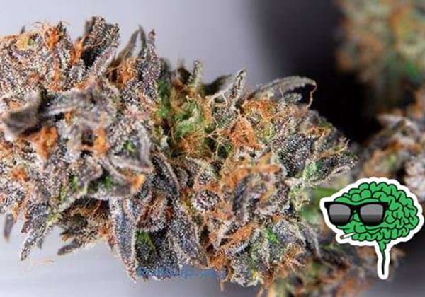Querkle