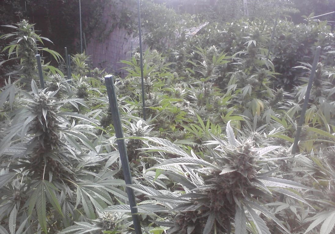 Trainwreck