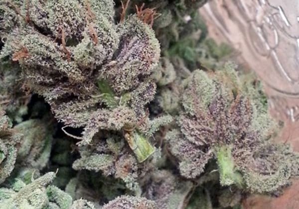 SoCal Master Kush