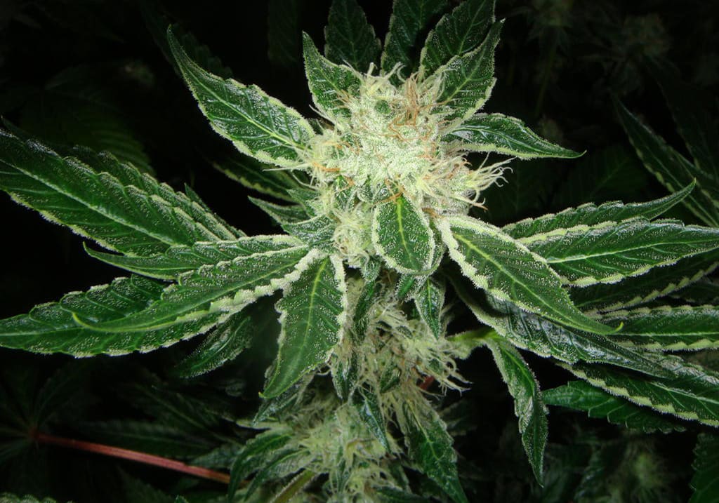 Platinum Dawg