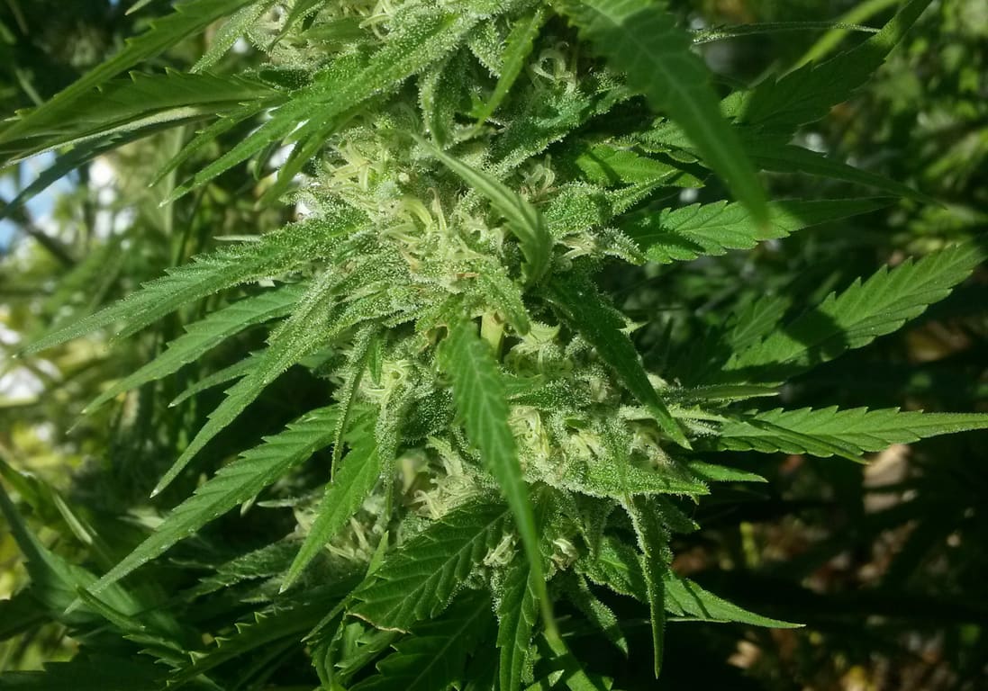 Danky Doodle