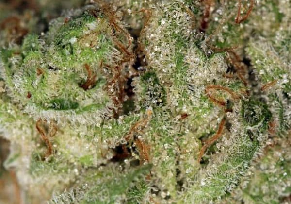 Banana OG