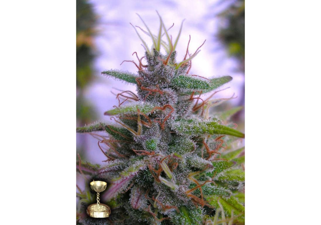 Sharksbreath